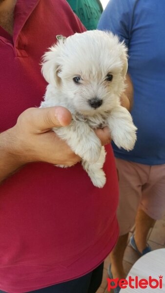 Maltese, Köpek  köpük fotoğrafı