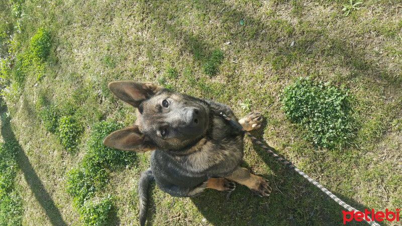 Alman Çoban Köpeği, Köpek  Ares fotoğrafı