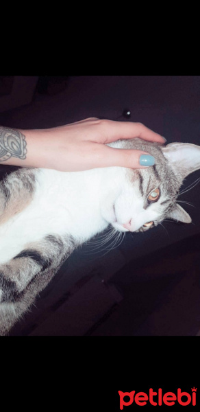 Tekir Kedi, Kedi  Paşa fotoğrafı