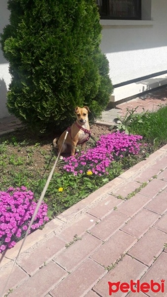 Minyatür Pinscher, Köpek  prenses fotoğrafı