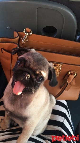 Pug, Köpek  Lita fotoğrafı