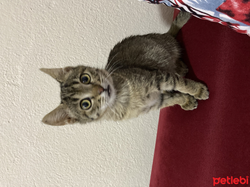 Tekir Kedi, Kedi  Mırmır fotoğrafı