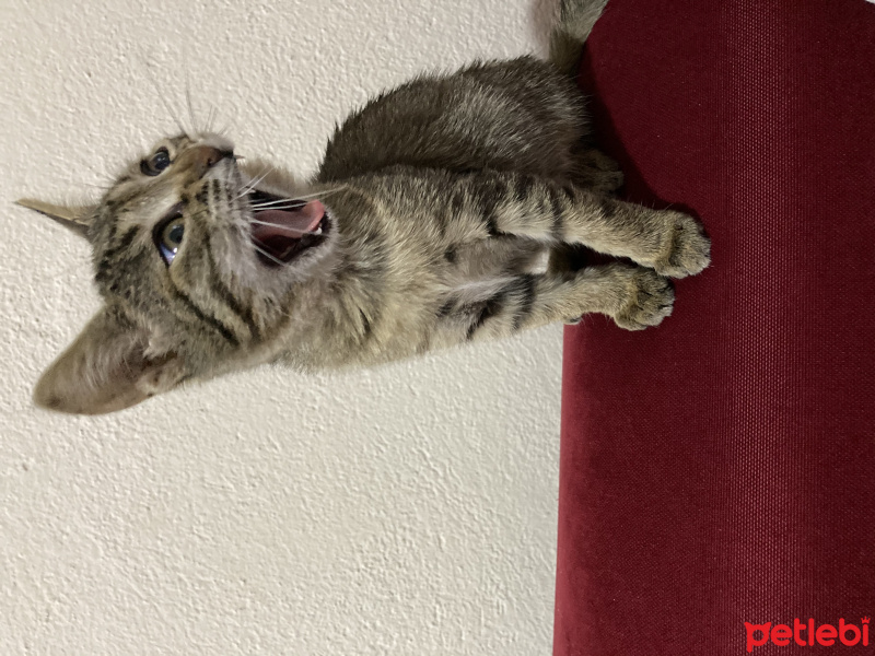 Tekir Kedi, Kedi  Mırmır fotoğrafı
