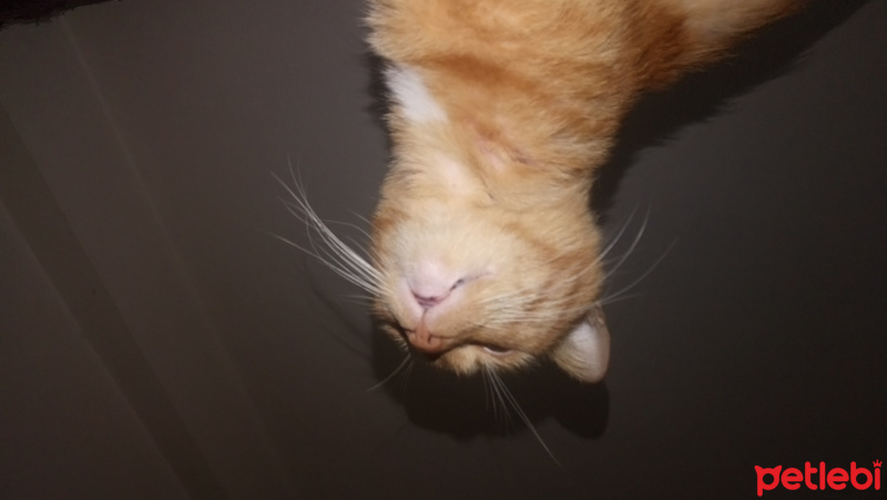 Ankara Kedisi, Kedi  Tarçın fotoğrafı