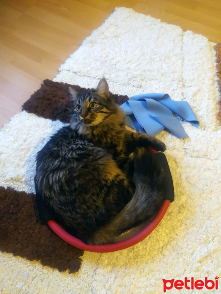 Tekir Kedi, Kedi  Mercan fotoğrafı