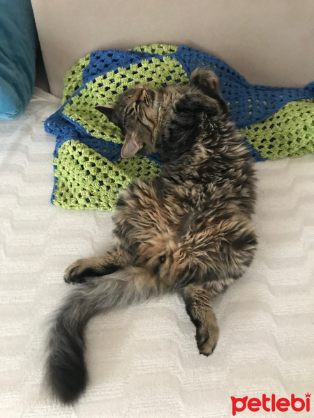 Tekir Kedi, Kedi  Mercan fotoğrafı