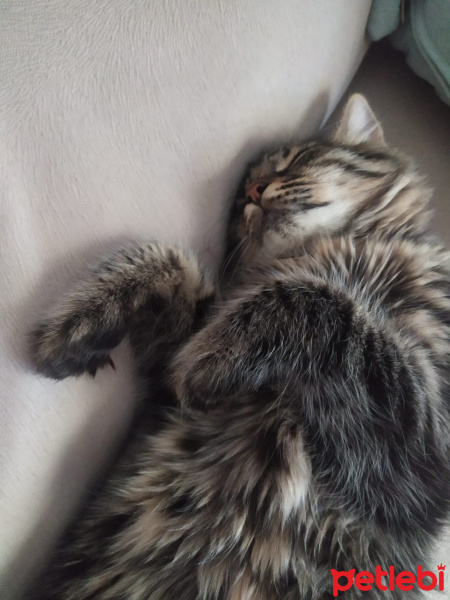 Tekir Kedi, Kedi  Mercan fotoğrafı