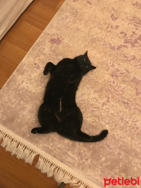 Bombay, Kedi  Cavit fotoğrafı