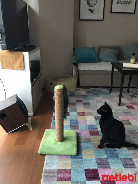 Bombay, Kedi  Cavit fotoğrafı