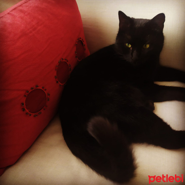 Bombay, Kedi  Cavit fotoğrafı