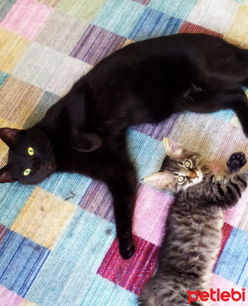 Bombay, Kedi  Cavit fotoğrafı