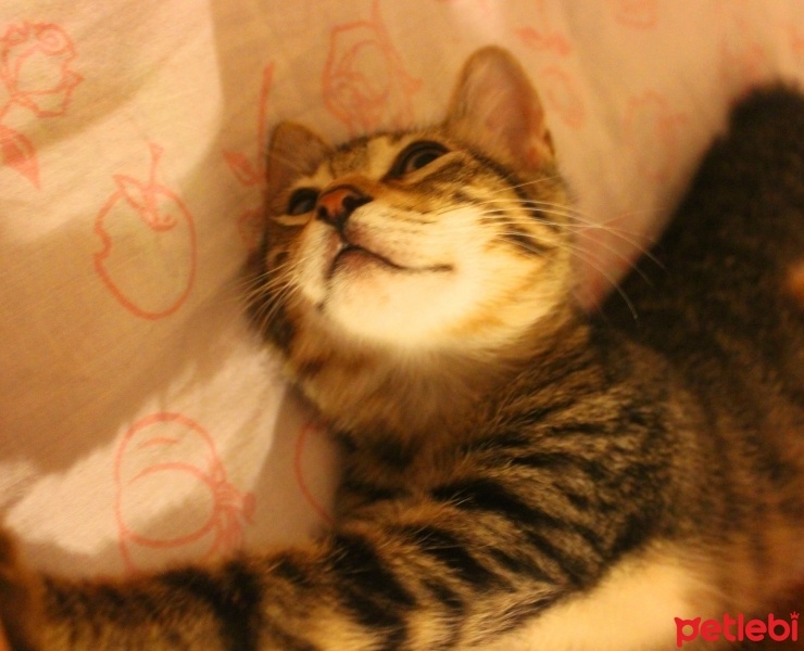 Tekir Kedi, Kedi  Boncuk fotoğrafı
