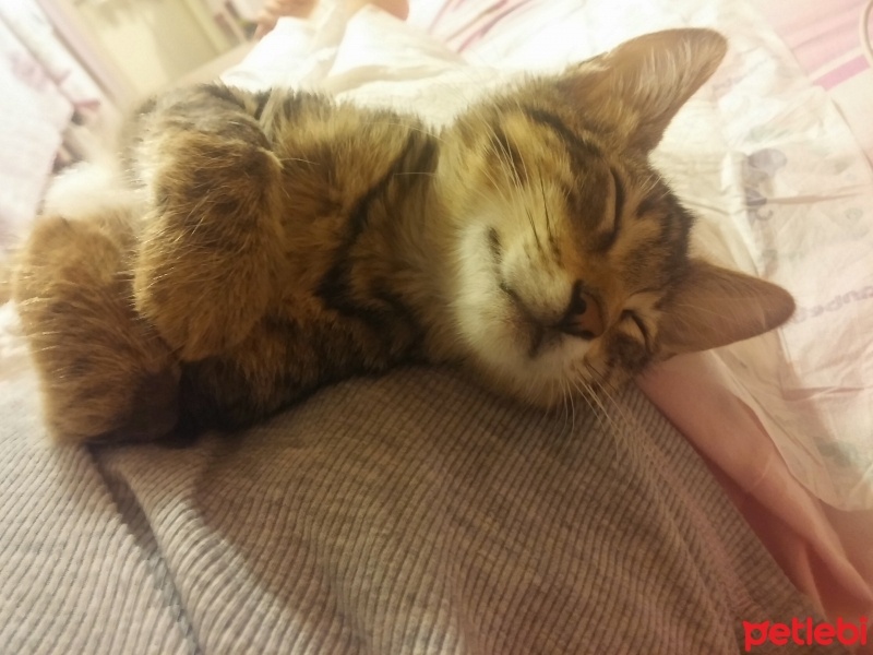 Tekir Kedi, Kedi  Boncuk fotoğrafı