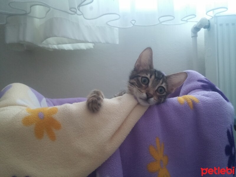 Tekir Kedi, Kedi  Boncuk fotoğrafı