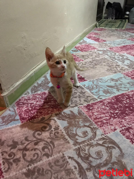 Sarman, Kedi  Yaman fotoğrafı