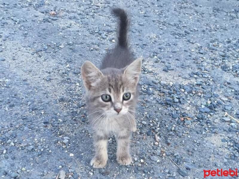 Tekir Kedi, Kedi  Noname fotoğrafı