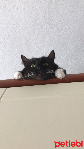 Tekir Kedi, Kedi  Alex fotoğrafı