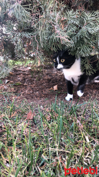 Tuxedo (Smokin) Kedi, Kedi  Lexa fotoğrafı