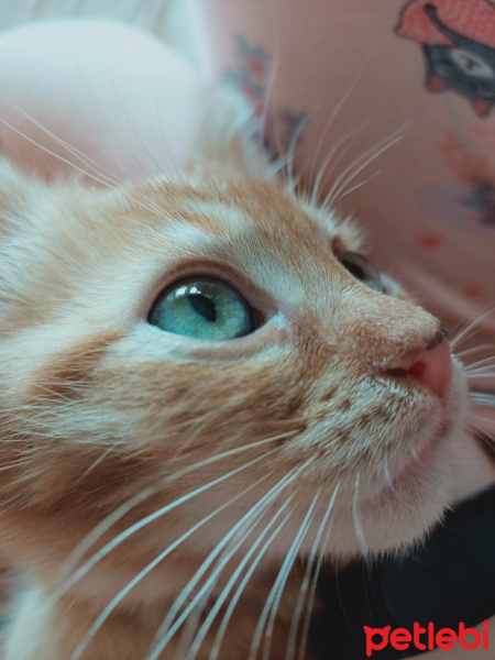 Sarman, Kedi  Şef Porti fotoğrafı