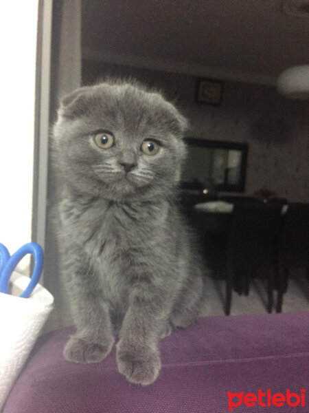 Scottish Fold, Kedi  Mia fotoğrafı