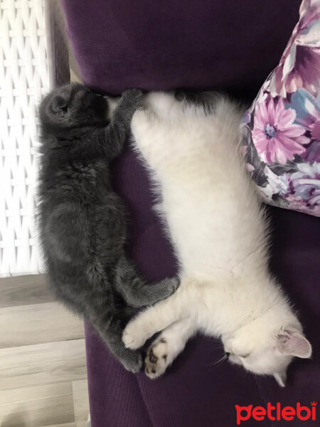 Scottish Fold, Kedi  Mia fotoğrafı