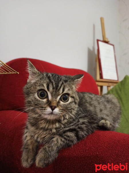 Exotic Shorthair, Kedi  Max fotoğrafı