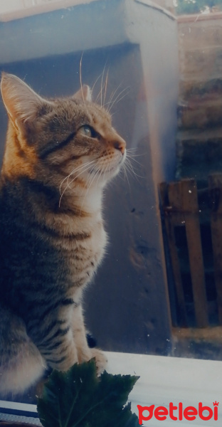 Tekir Kedi, Kedi  Miki fotoğrafı