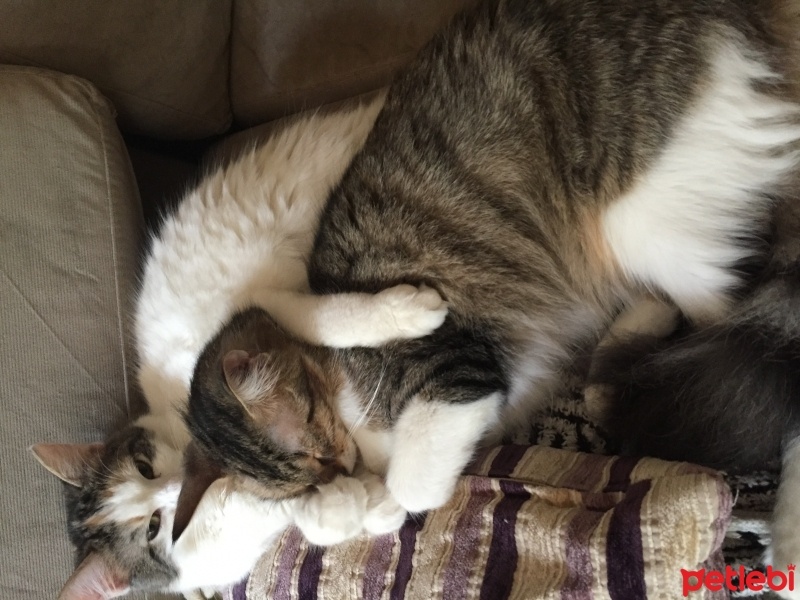 Tekir Kedi, Kedi  sansa fotoğrafı