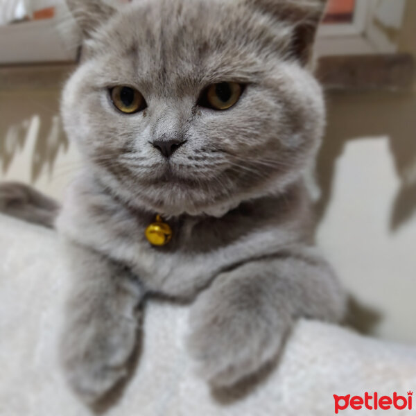 Scottish Fold, Kedi  Müezza fotoğrafı