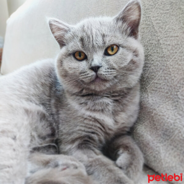 Scottish Fold, Kedi  Müezza fotoğrafı