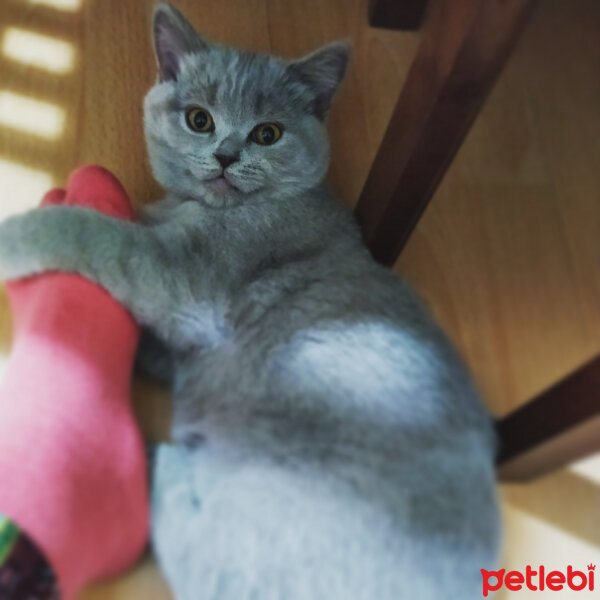 Scottish Fold, Kedi  Müezza fotoğrafı