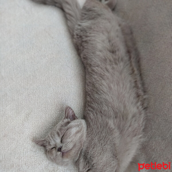 Scottish Fold, Kedi  Müezza fotoğrafı