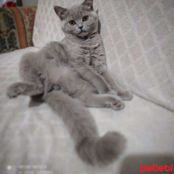 Scottish Fold, Kedi  Müezza fotoğrafı