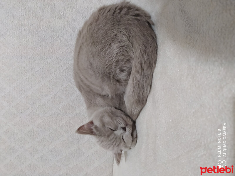 Scottish Fold, Kedi  Müezza fotoğrafı