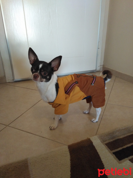 Chihuahua, Köpek  Çiko fotoğrafı