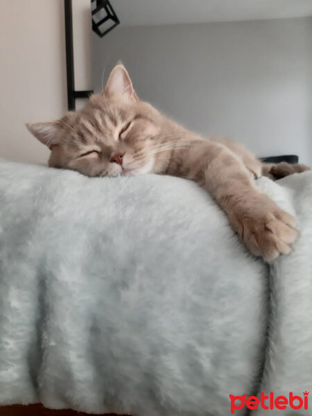 British Shorthair, Kedi  Şirin fotoğrafı