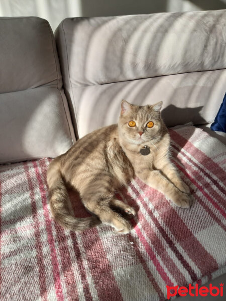 British Shorthair, Kedi  Şirin fotoğrafı