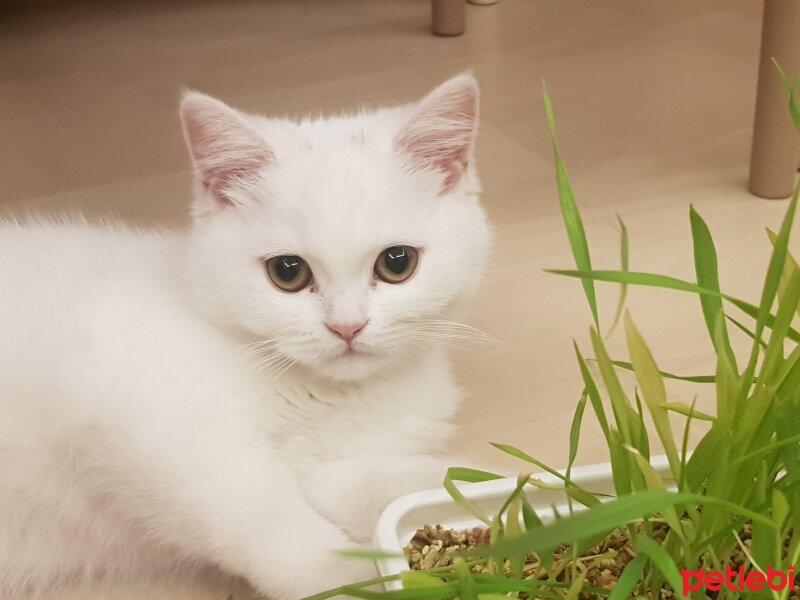 Scottish Fold, Kedi  SAKIZ fotoğrafı