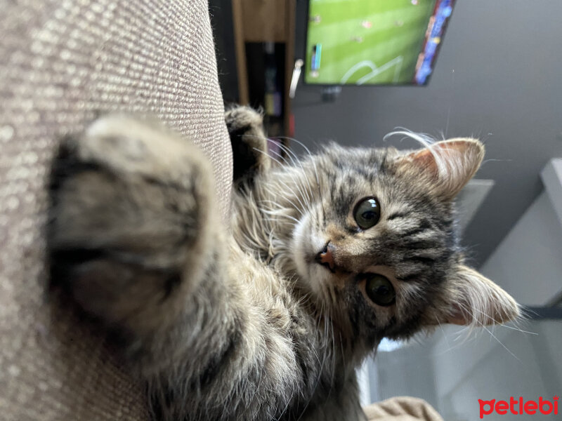 Sibirya Kedisi, Kedi  Kaju fotoğrafı