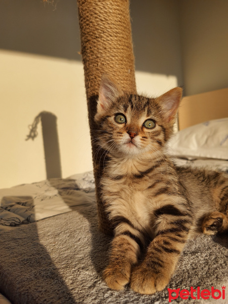 Tekir Kedi, Kedi  Lokum fotoğrafı