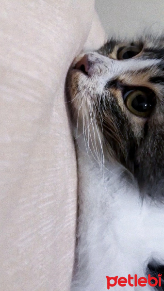 Norwegian Forest, Kedi  Köpük fotoğrafı