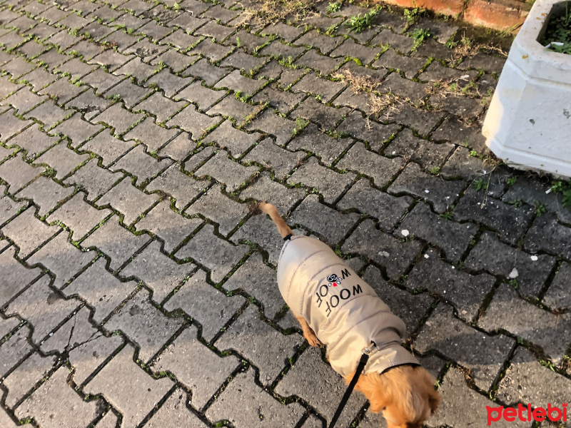 Amerikan Cocker Spaniel, Köpek  Foks fotoğrafı