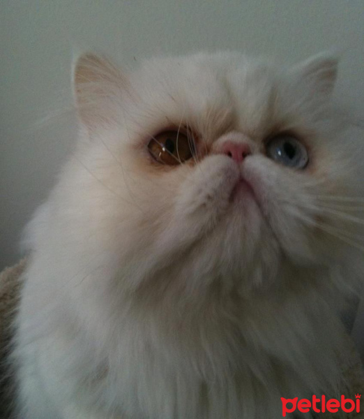 İran Kedisi (Persian), Kedi  Umut fotoğrafı