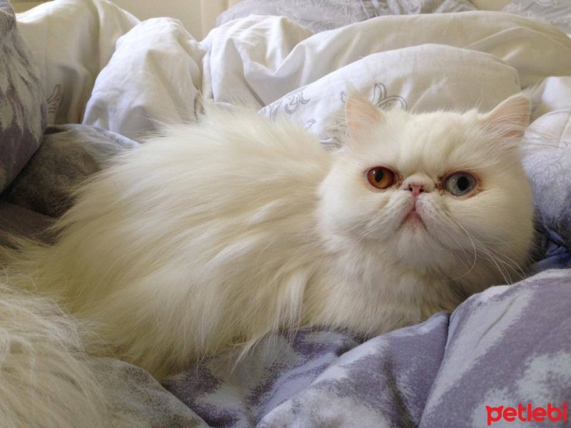 İran Kedisi (Persian), Kedi  Umut fotoğrafı