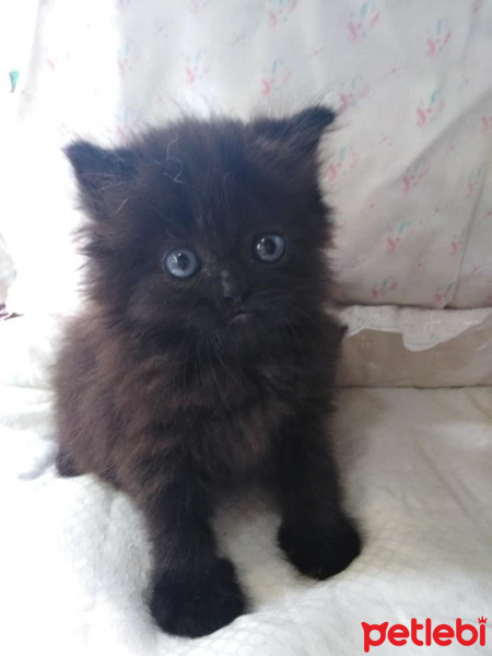 Soke, Kedi  Gece fotoğrafı