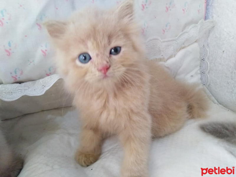 Soke, Kedi  Pudra fotoğrafı