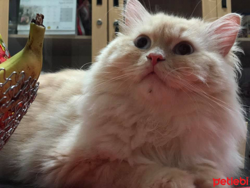 Chinchilla, Kedi  Şeftali fotoğrafı
