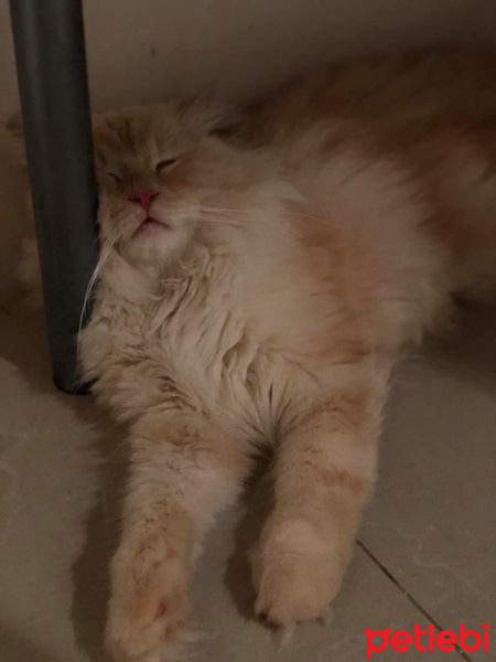 Chinchilla, Kedi  Şeftali fotoğrafı
