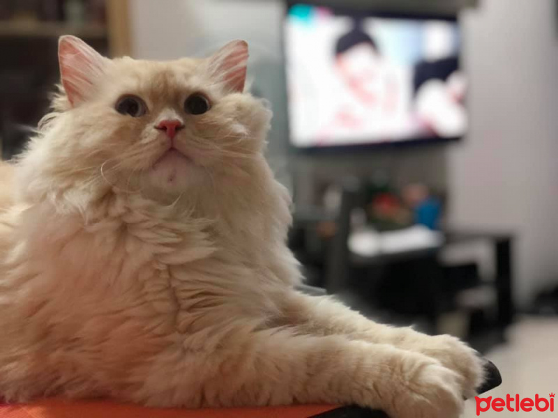 Chinchilla, Kedi  Şeftali fotoğrafı