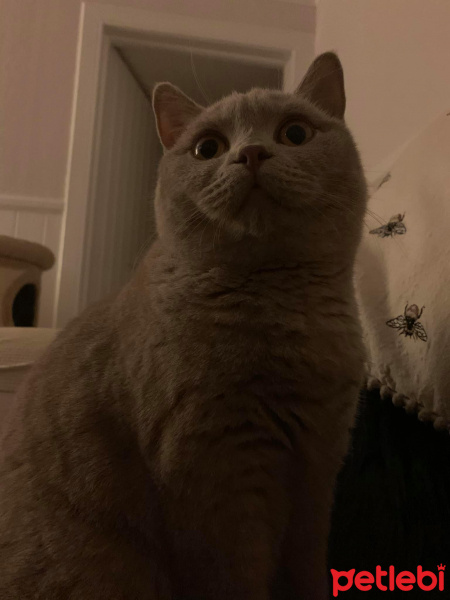 British Shorthair, Kedi  Pisi fotoğrafı